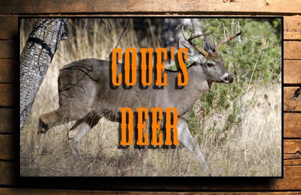 COUES DEER BUTTON